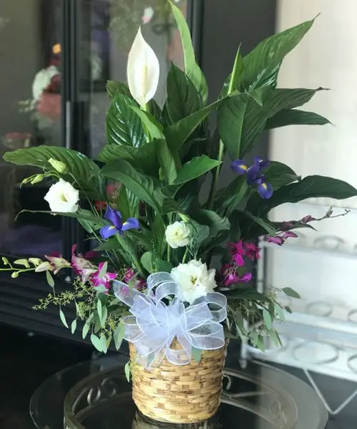 lovely Best Flowering Houseplants