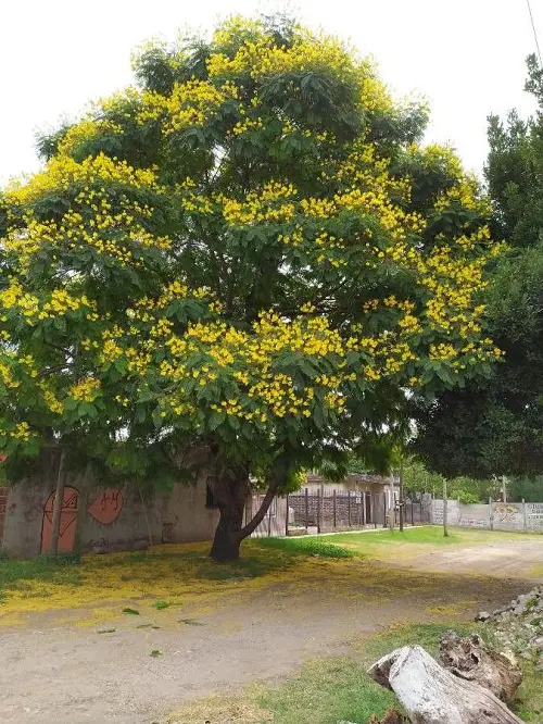 best Types of Yellow Flowers for Garden