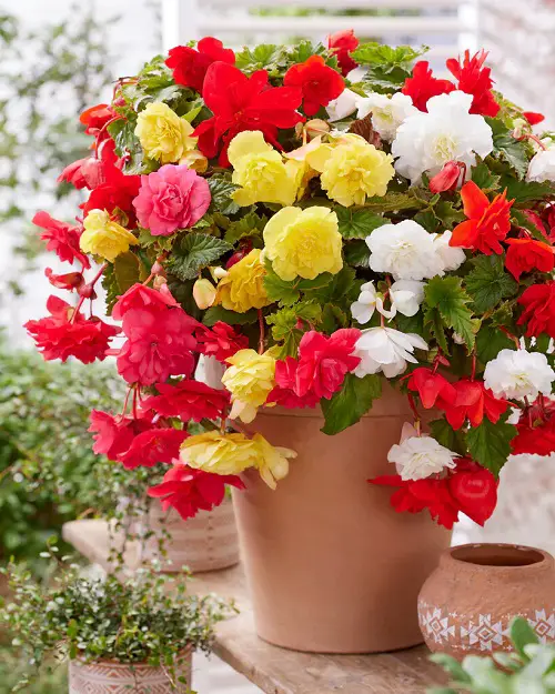 Best Flowering Houseplants