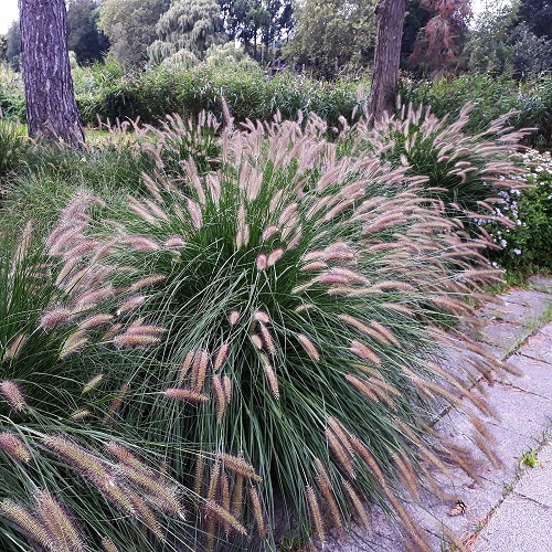 Best Ornamental Grasses For Shade 2