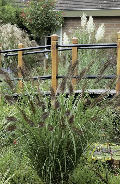 Best Black Grasses for Landscaping in garden
