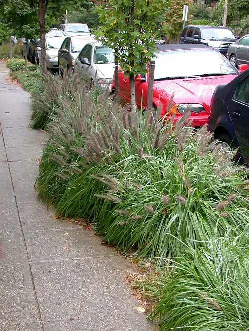 Best Black Grasses for Landscaping