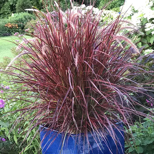 Red-leafed plant varieties 2