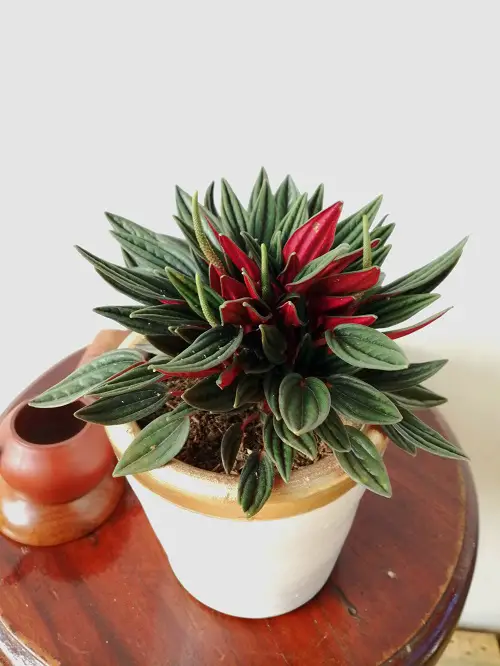 The best varieties of Peperomia for indoor gardens