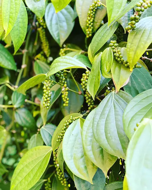 best Plants That Are Against to Eggshells