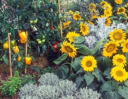 Peppers are Sunflower Companion Vegetables