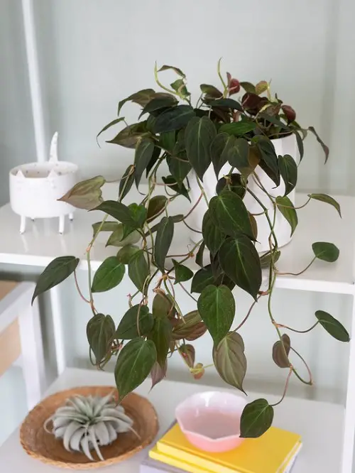 Magnificent Philodendrons You'll adore it completely 4