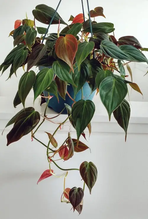 Plants with both violet and green leaves