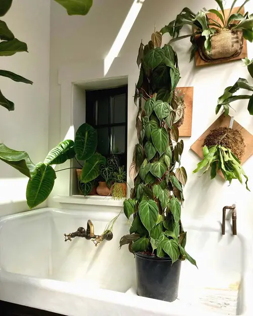 wall mounted Best Shower Plants