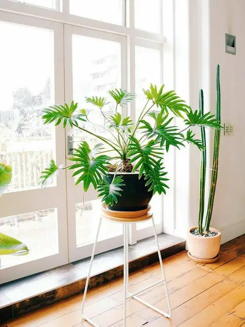 Marvelous Philodendrons 6