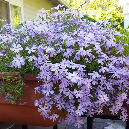 Blue Flower Names near Frame