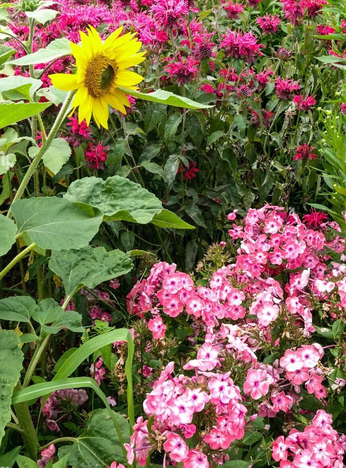 Phlox are Sunflower Companion Plants