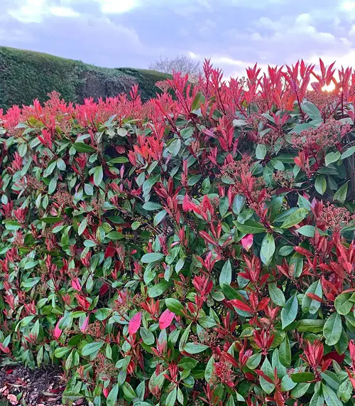 Evergreen Shrubs with Minimal Upkeep