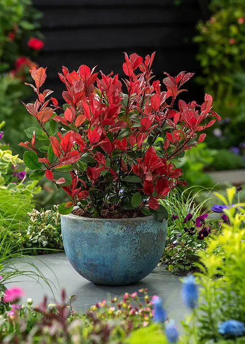 red stem plants in pot