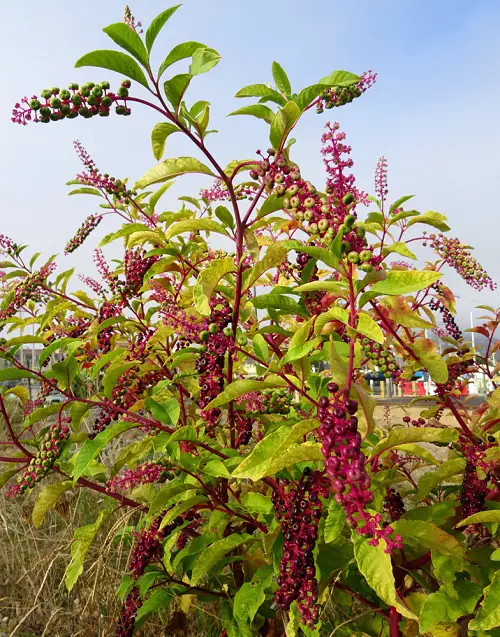 lovely red stem plants 