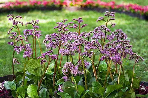 Purple Evergreens