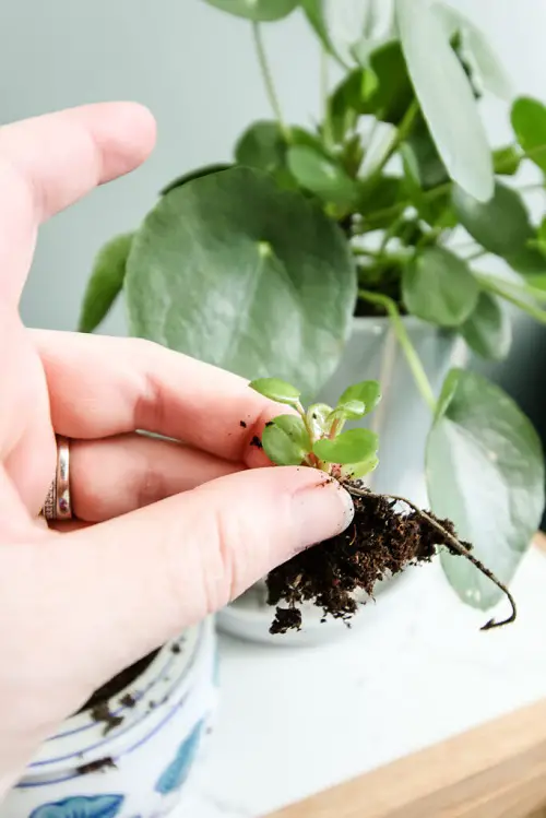 Amazing Indoor Plants You can Grow from Pups