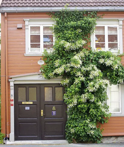 Top Evergreen Vines for Interest All Year Long