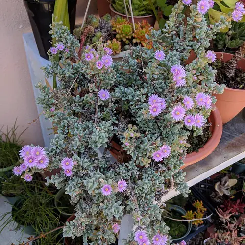 Pink-Flowered Succulents
