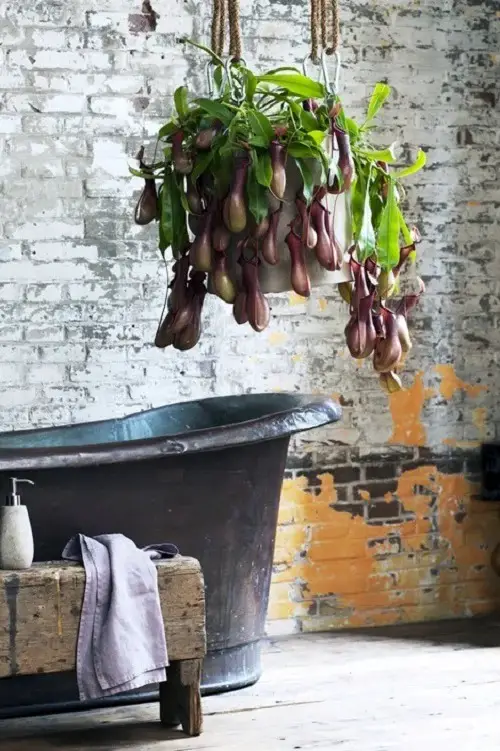 Best Shower Plants near tub