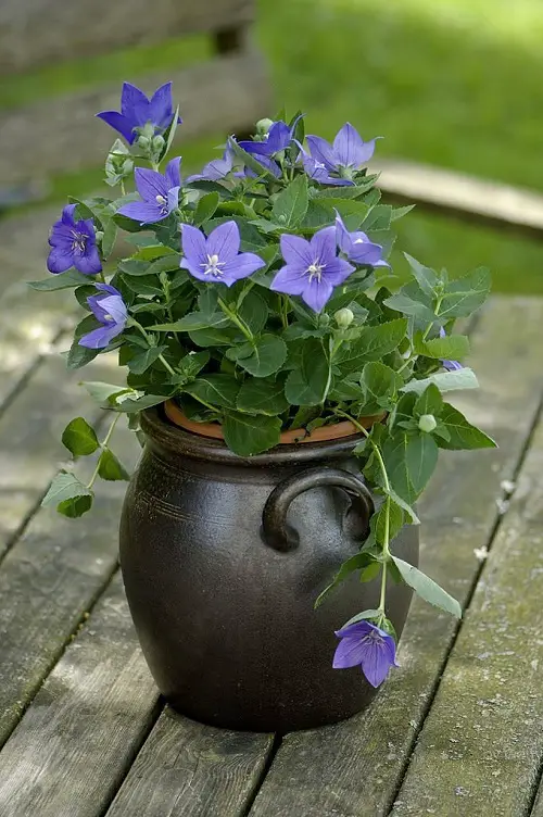 Blue Flower Names and Images in black pot