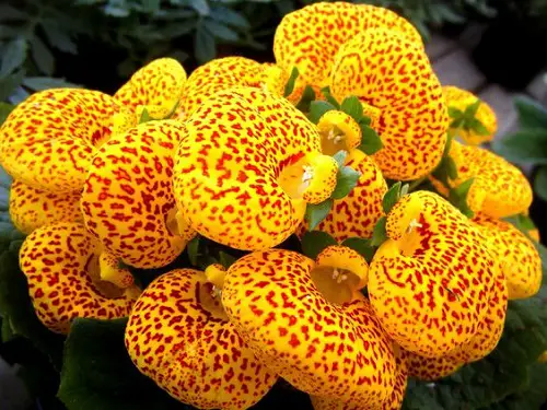 Plants That Grow Beneath Large Trees3