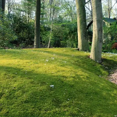 amazing No Mow Lawn Alternative Ideas