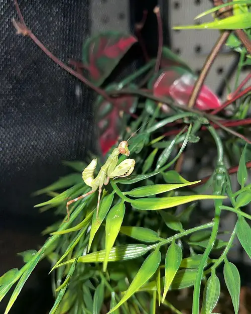 How is White Praying Mantis Helpful in the Garden