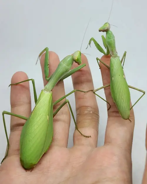 Praying Mantis Facts Can Live in Captivity