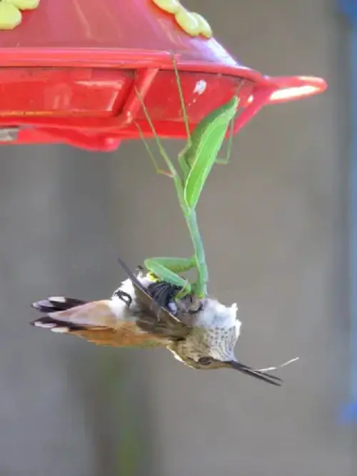 Praying Mantis Facts Can Catch and Eat Hummingbirds