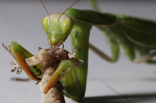 Praying Mantis Facts Used in Pest Control