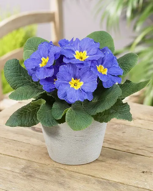 lovely Blue Flower Names and Images