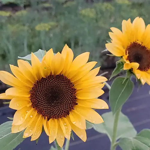 amazing yellow colour Sunflower