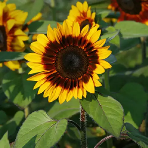 top Best Sunflower Colors - Bi-Color