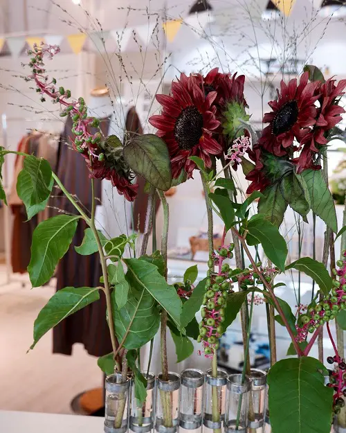 Best Sunflower Colors - Red