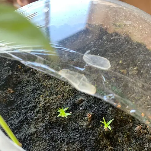 Sapphire Tower Plant Information 2