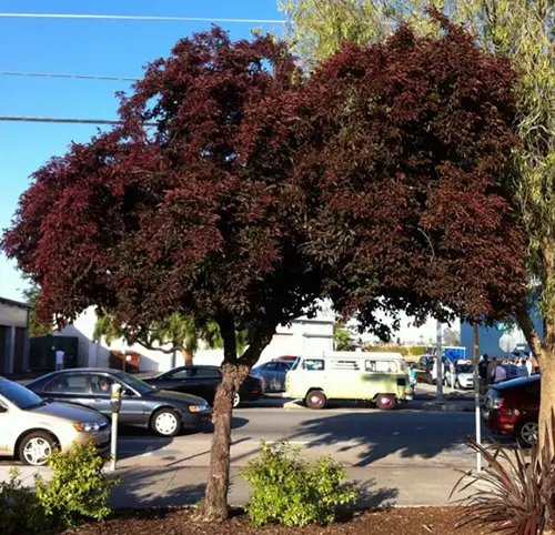 best Beautiful Trees With Purple Leaves