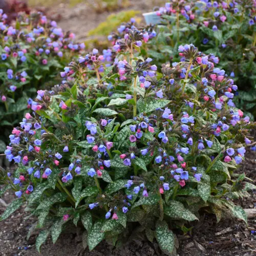 Blue Flower Names & Images in garden