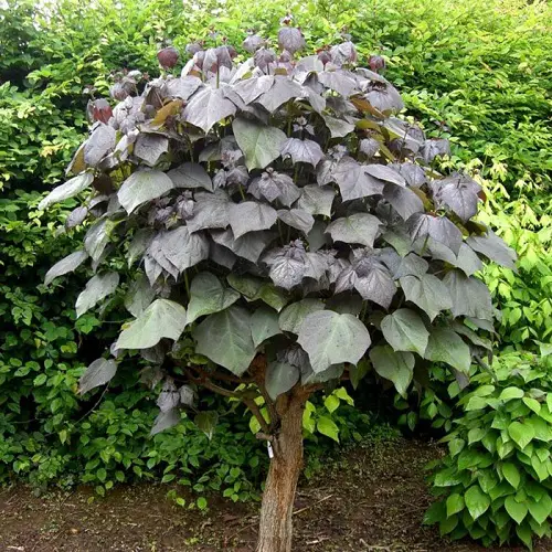 top best Trees With Purple Leaves