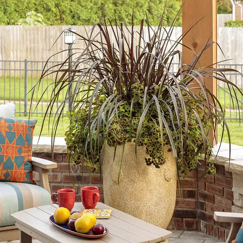 Tips for Growing Black Grass