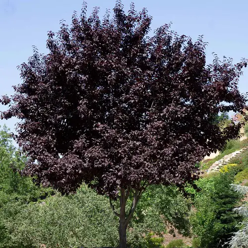 Trees with Purple Leaves