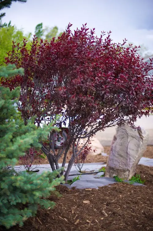 Gorgeous Trees with Purple Leaves