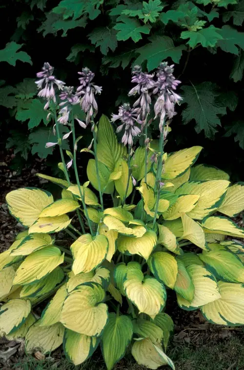top Plants That Are Against to Eggshells
