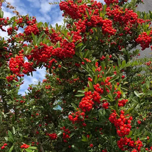 best Evergreen Shrubs That Need Little Care