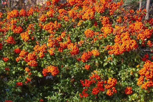 top Evergreen Shrubs with Minimal Upkeep
