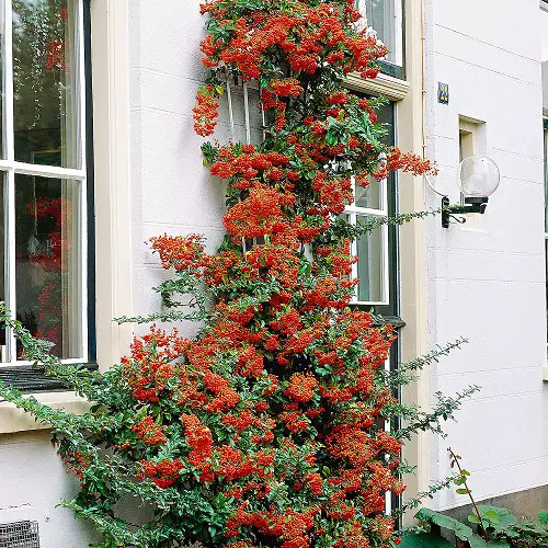 Evergreen Vines for Year-Round Interest 