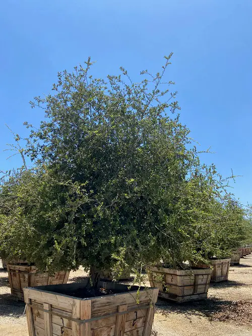 Common Native Plants in California 