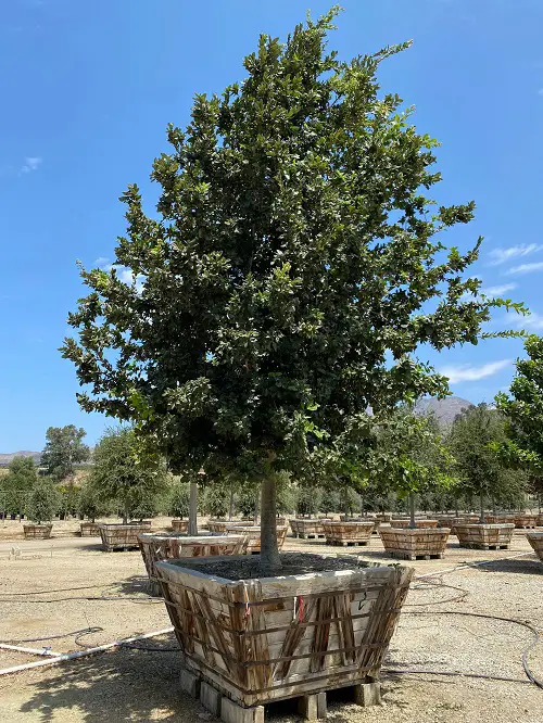 best Common California Native Plants