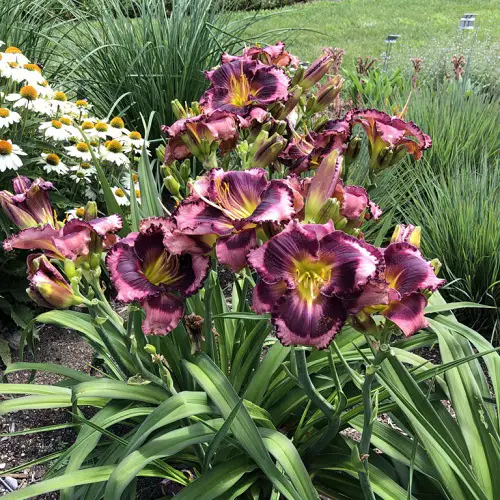 Purple Perennial Flowers in garden