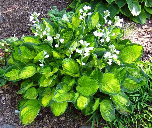 Hostas with Purple Flowers 3